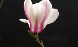 Bjuv - Magnolie - Bjuv - Magnolia;  Magnolia cylindrica