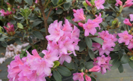 Lenora - Japanese Azalea - Lenora - Rhododendron