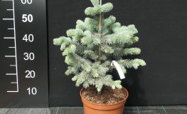 Picea pungens 'Oldenburg' - Stech-Fichte ; Blaufichte - Picea pungens 'Oldenburg'