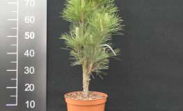 Pinus nigra 'Obelisk' - Austrian pine - Pinus nigra 'Obelisk'