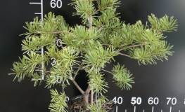 Pinus sylvestris  'Gold Coin' - Scots pine - Pinus sylvestris 'Gold Coin'