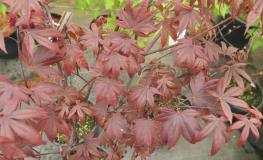 Acer palmatum 'Bloodgood' -Japanese maple - Acer palmatum 'Bloodgood'