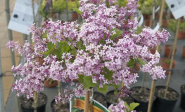 Syringa meyeri 'Palibin'- Lilak Meyera - Syringa mayeri 'Palibin'