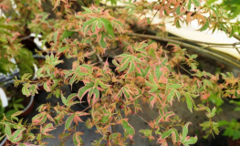 Acer palmatum 'Beni-shichi-henge' - Japanese maple - Acer palmatum 'Beni-shichi-henge'