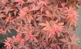 Acer palmatum 'Skeeter's Broom' -  Japanese maple - Acer palmatum 'Skeeter's Broom'