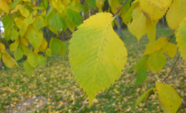 Ulmus glabra - Elm - Ulmus glabra