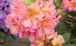 Circus - Rhododendron hybrid - Circus - Rhododendron hybridum