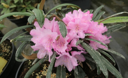 Rhododendron makinoi Silber - Rhododendron makinoi - Rhododendron makinoi Silber - Rhododendron makinoi