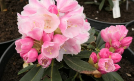 Viking Silver - Rhododendron hybrid - Viking Silver - Rhododendron hybridum