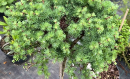 Larix kaempferi 'Grey Pearl' - Japanese Larch - Larix kaempferi 'Grey Pearl'