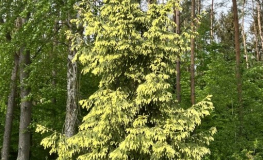 Picea orientalis 'Aureospicata' - Kaukasus-Fichte - Picea orientalis 'Aureospicata'