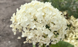 Hydrangea arborescens 'Bounty'- hortensja drzewiasta ;hortensja krzewiasta ; hortensja krzaczasta - Hydrangea arborescens 'Bounty'