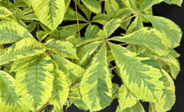 Aesculus  xcarnea 'Marginata' - Red horse-chestnut - Aesculus  xcarnea  ; Aesculus hippocastanum  x Aesculus pavia ; Aesculus rubicunda 'Marginata'