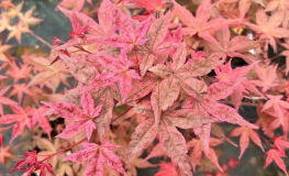 Acer palmatum 'Deshôjô' - Japanese maple - Acer palmatum  'Deshôjô'