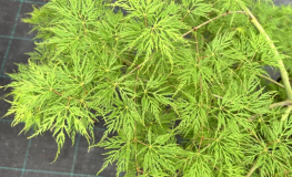 Acer palmatum 'Emerald Lace' - Japanese maple - Acer palmatum 'Emerald Lace'