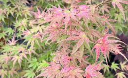 Acer palmatum 'Phoenix' - klon palmowy - Acer palmatum 'Phoenix'