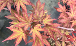 Acer palmatum 'Red Wine' - Japanese maple - Acer palmatum 'Red Wine'