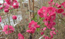 Prunus persica 'Mintao13' - TAOFLORA RED  - Peach tree - Prunus persica 'Mintao13' - TAOFLORA RED