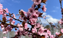 Prunus xblireana - purple-leafed plum, double-flowering plum - Prunus xblireana