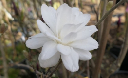 x loebneri 'Mags Pirouette' - Loebner Magnolie - Magnolia x loebneri 'Mags Pirouette'