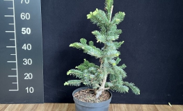 Abies amabilis 'Spreading Star' - Purpur Tanne - Abies amabilis 'Spreading Star'