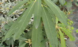 Rhododendron brachycarpum x auriculatum - różanecznik brachycarpum x auriculatum - Rhododendron brachycarpum x auriculatum