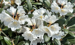 Foxy Lady - Rhododendron yakushimanum x hybridum - Rhododendron yakushimanum x hybridum 'Foxy Lady'