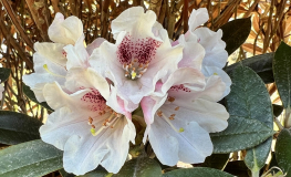 Rhododendron taliense - Rhododendron taliense