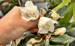 Rhododendron pseudochrysanthum - Rhododendron pseudochrysanthum