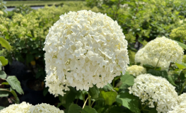 Hydrangea arborescens 'Sheep Cloud' - hortensja krzewiasta - Hydrangea arborescens 'Sheep Cloud'