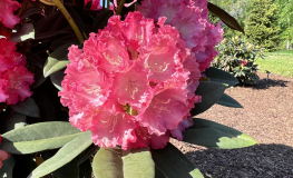 Maifreude - Rhododendron yakushimanum - Maifreude -  Rhododendron yakushimanum