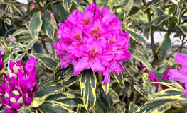 Golden Green Gift - Rhododendron hybrid - Golden Green Gift - Rhododendron hybridum