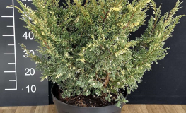 Juniperus chinensis 'Plumosa Albovariegata' - jałowiec chiński - Juniperus chinensis 'Plumosa Albovariegata'