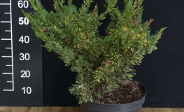 Juniperus chinensis 'Plumosa Aureovariegata' - jałowiec chiński - Juniperus chinensis 'Plumosa Aureovariegata'