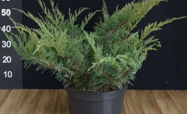Juniperus sabina 'Hicksii' - jałowiec sabiński - Juniperus sabina 'Hicksii'