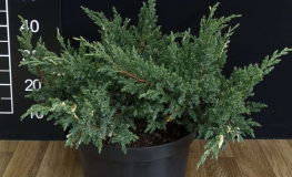 Juniperus chinensis 'Expansa Variegata' - jałowiec chiński - Juniperus chinensis 'Expansa Variegata'