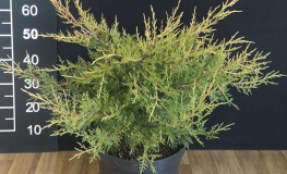 Juniperus chinensis 'Kuriwao Gold' - jałowiec chiński - Juniperus chinensis 'Kuriwao Gold'