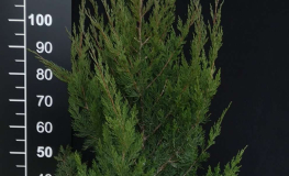 Juniperus chinensis 'Spartan' - jałowiec chiński - Juniperus chinensis 'Spartan'