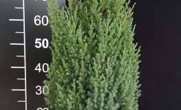 Juniperus chinensis 'Stricta' - jałowiec chiński - Juniperus chinensis 'Stricta'