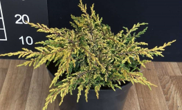 Juniperus communis 'Goldschatz' - jałowiec pospolity - 