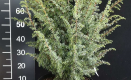 Juniperus communis 'Meyer' - jałowiec pospolity - 