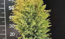 Juniperus communis 'Suecica Aurea' - jałowiec pospolity - Juniperus communis 'Suecica Aurea'