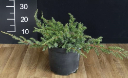 Juniperus conferta 'Schlager' - jałowiec nadbrzeżny - Juniperus conferta 'Schlager'