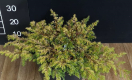 Juniperus conferta 'Allgold' - jałowiec nadbrzeżny - Juniperus conferta 'Allgold'
