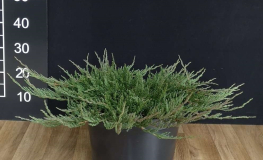 Juniperus horizontalis 'Emerald Spreader' - jałowiec płożący - Juniperus horizontalis 'Emerald Spreader'