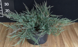 Juniperus horizontalis 'Yukon Belle' - jałowiec płożący - Juniperus horizontalis 'Yukon Belle'
