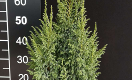 Juniperus pingii 'Loderi' - jałowiec Pinga - Juniperus pingii 'Loderi'
