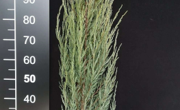 Juniperus scopulorum 'Blue Arrow' - jałowiec skalny - Juniperus scopulorum 'Blue Arrow'