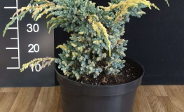 Juniperus squamata 'Golden Flame' - jałowiec łuskowaty - Juniperus squamata 'Golden Flame'
