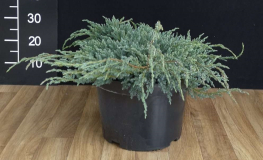 Juniperus squamata 'Blue Carpet' - jałowiec łuskowaty - Juniperus squamata 'Blue Carpet'